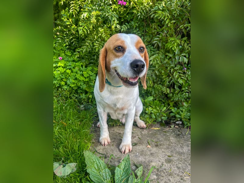 Süße Beagledame Tami wartet in Portugal auf unserem Tierschutzhof auf dich!