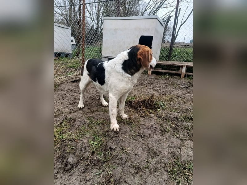 Finn Tierschutzhund sucht ein Zuhause