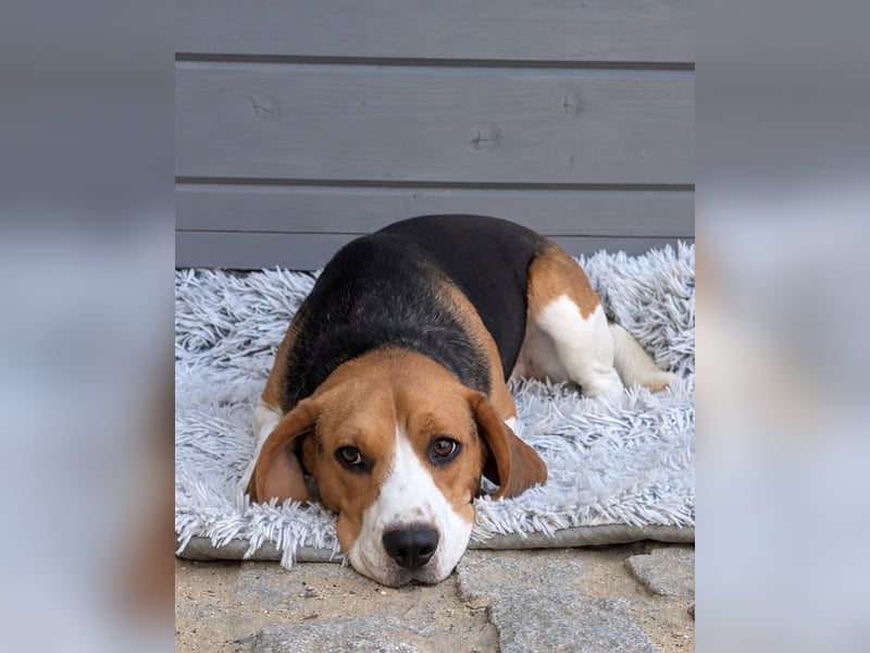 Beagle Panko wartet in Portugal auf unserem Tierschutzhof!