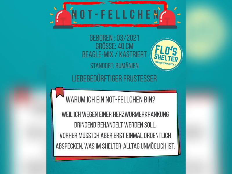 *Notfell* BONGO muss abspecken, Pflegestelle/Gnadenplatz, Rüde, 4,5 Jahre, 40 cm, Tierschutz