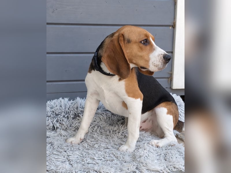 Beagle Panko wartet in Portugal auf unserem Tierschutzhof!