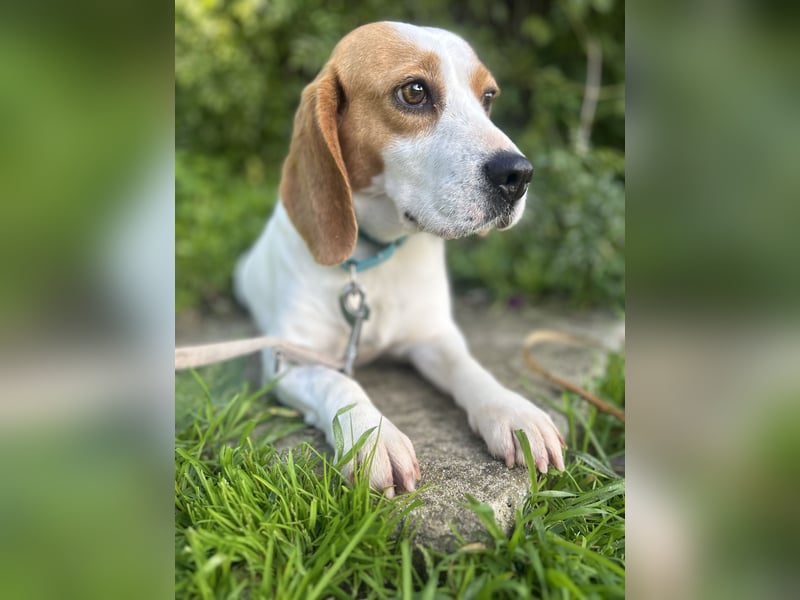 Süße Beagledame Tami wartet in Portugal auf unserem Tierschutzhof auf dich!