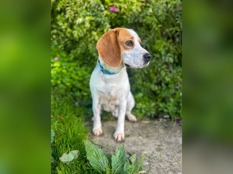 Süße Beagledame Tami wartet in Portugal auf unserem Tierschutzhof auf dich!