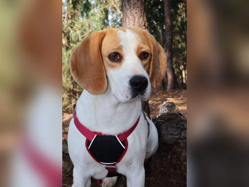 Süße Beagledame Tami wartet in Portugal auf unserem Tierschutzhof auf dich!