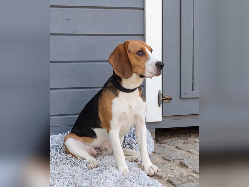 Beagle Panko wartet in Portugal auf unserem Tierschutzhof!