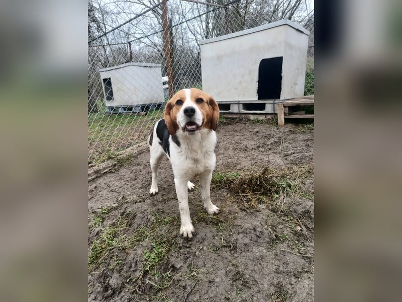 Finn Tierschutzhund sucht ein Zuhause