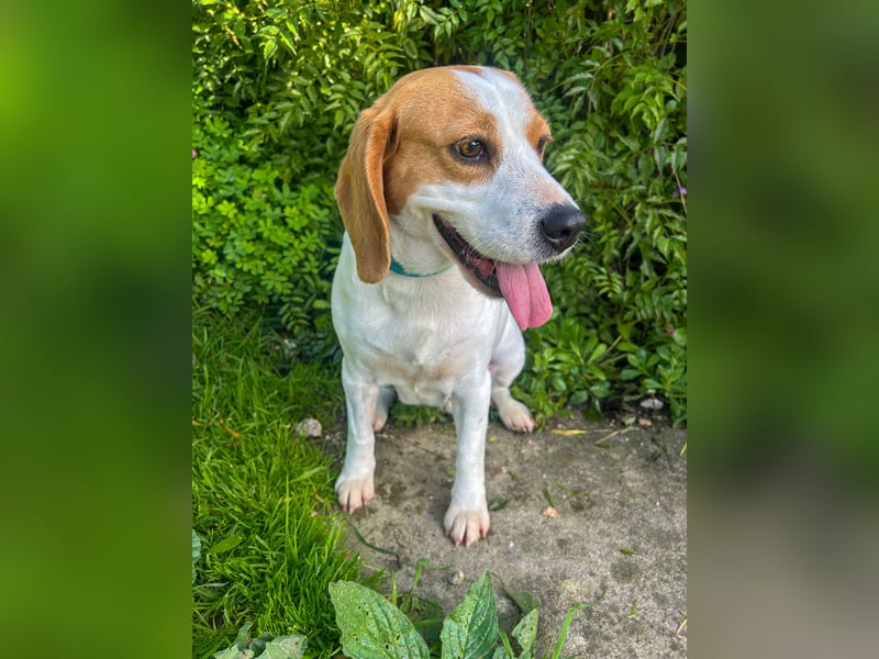 Süße Beagledame Tami wartet in Portugal auf unserem Tierschutzhof auf dich!