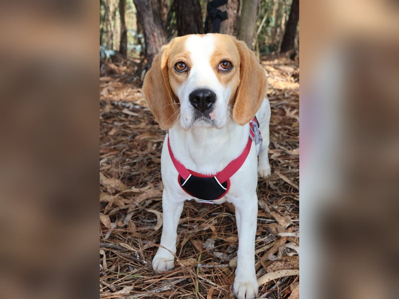 Süße Beagledame Tami wartet in Portugal auf unserem Tierschutzhof auf dich!