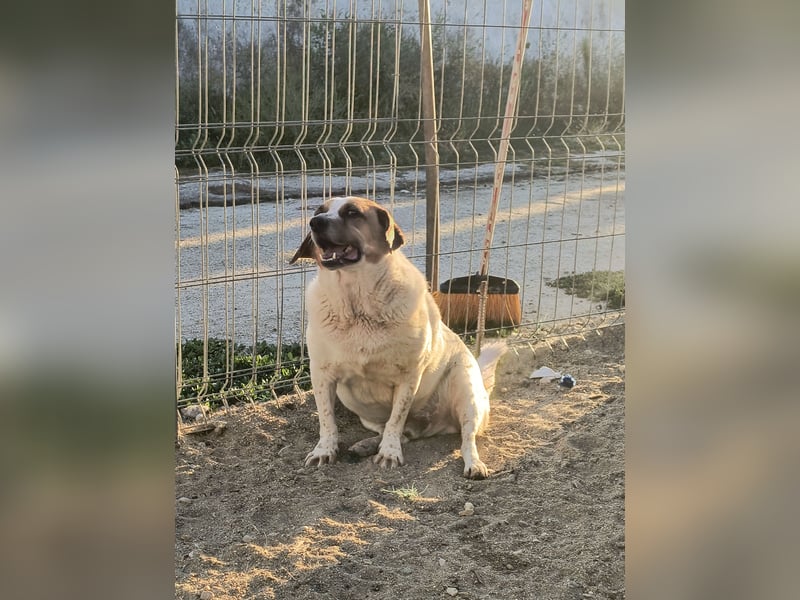 *Notfell* BONGO muss abspecken, Pflegestelle/Gnadenplatz, Rüde, 4,5 Jahre, 40 cm, Tierschutz