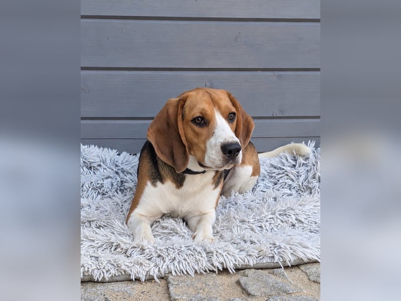 Beagle Panko wartet in Portugal auf unserem Tierschutzhof!