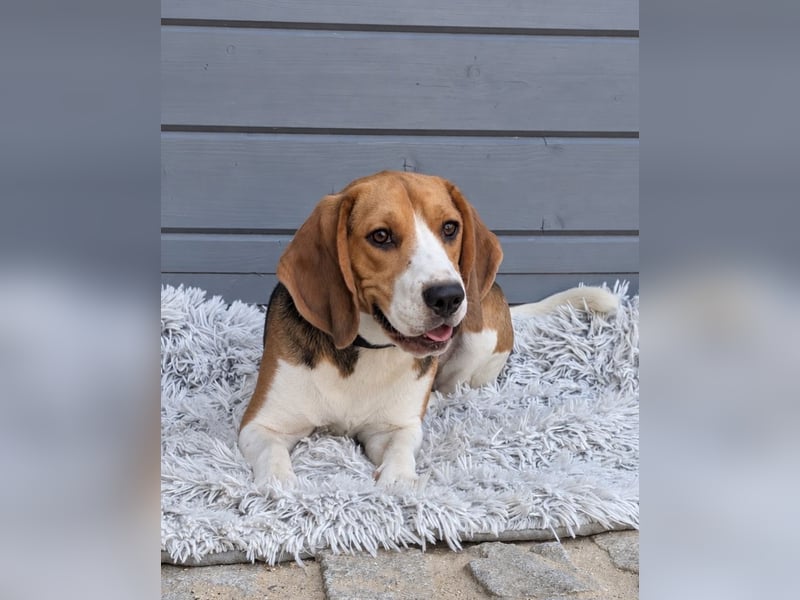 Beagle Panko wartet in Portugal auf unserem Tierschutzhof!