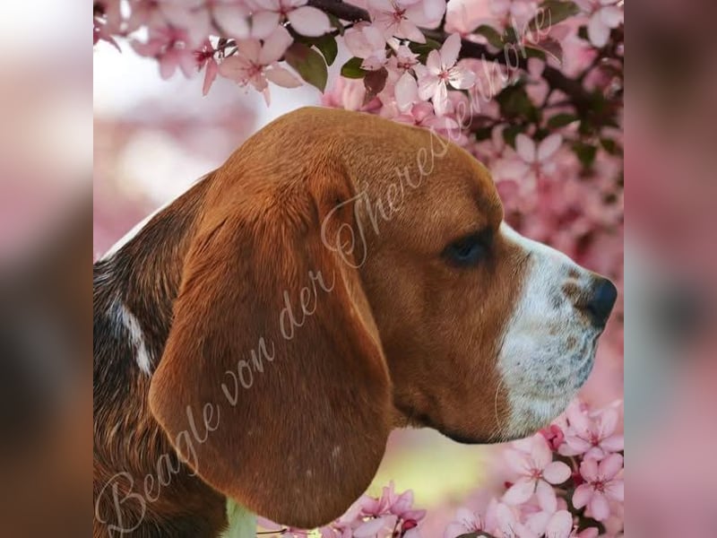 Beagle Deckrüde Chewie