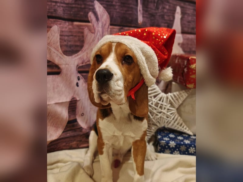 Beagle Deckrüde Chewie