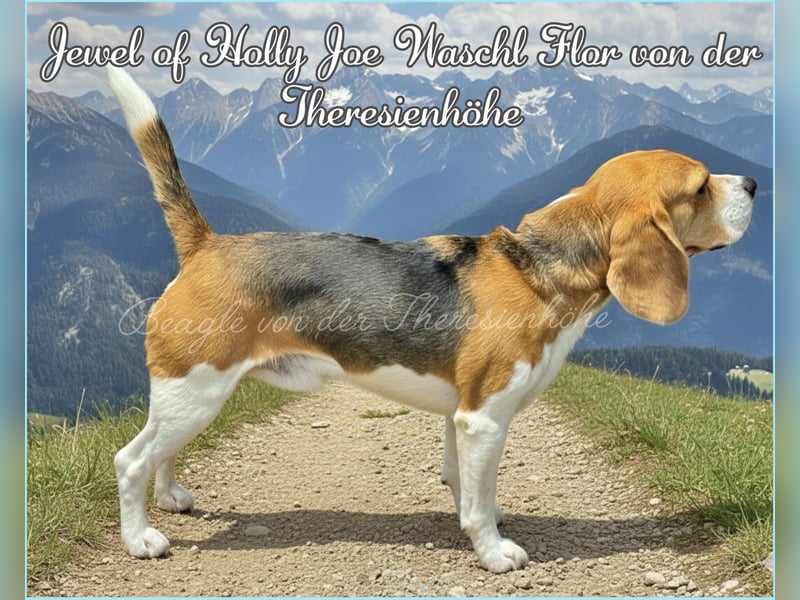 Beagle Deckrüde Joe