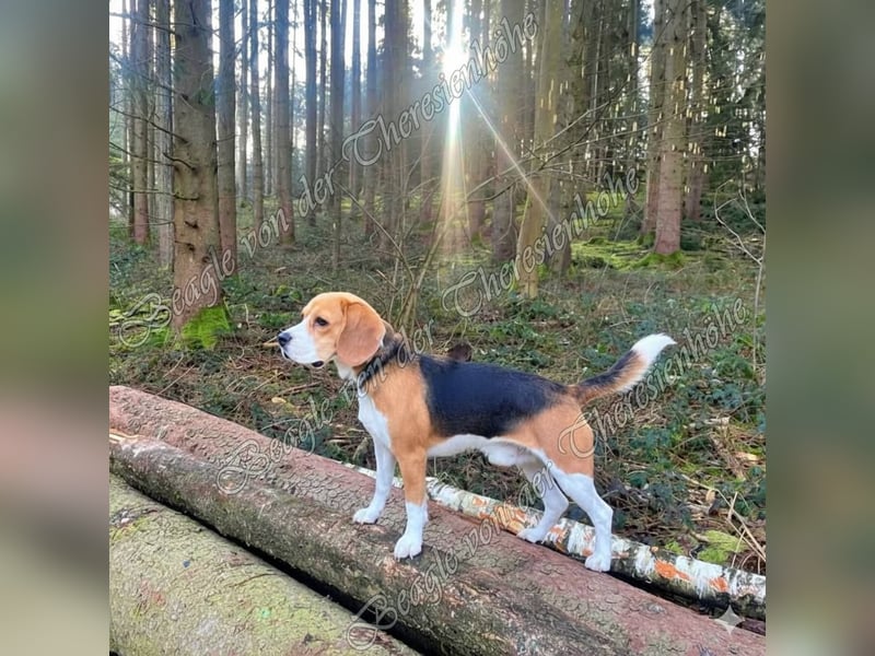 Beagle Deckrüde Joe