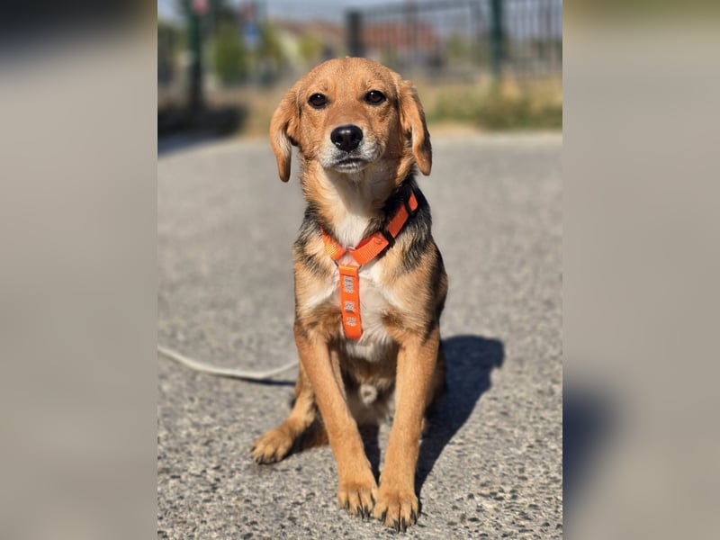 Astro, Beaglejunge auf der Suche nach Liebe