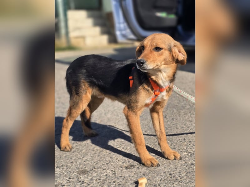 Astro, Beaglejunge auf der Suche nach Liebe