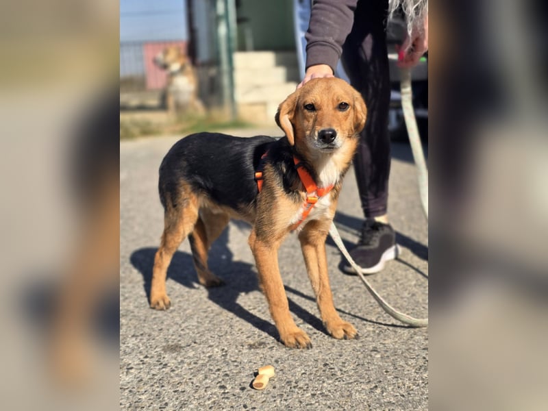 Astro, Beaglejunge auf der Suche nach Liebe