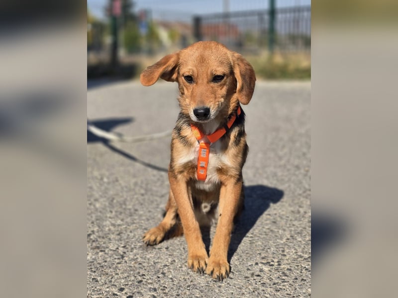 Astro, Beaglejunge auf der Suche nach Liebe