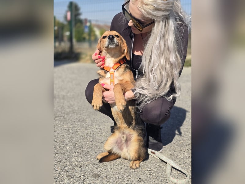 Astro, Beaglejunge auf der Suche nach Liebe