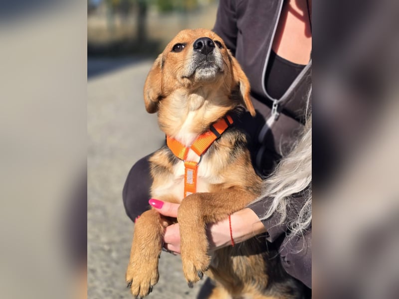 Astro, Beaglejunge auf der Suche nach Liebe