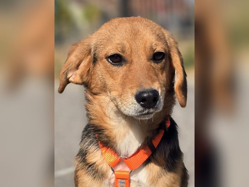 Astro, Beaglejunge auf der Suche nach Liebe