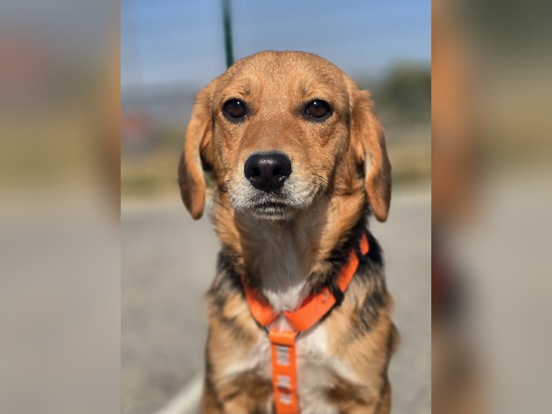 Astro, Beaglejunge auf der Suche nach Liebe