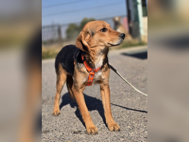 Astro, Beaglejunge auf der Suche nach Liebe