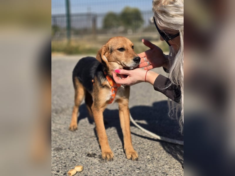 Astro, Beaglejunge auf der Suche nach Liebe
