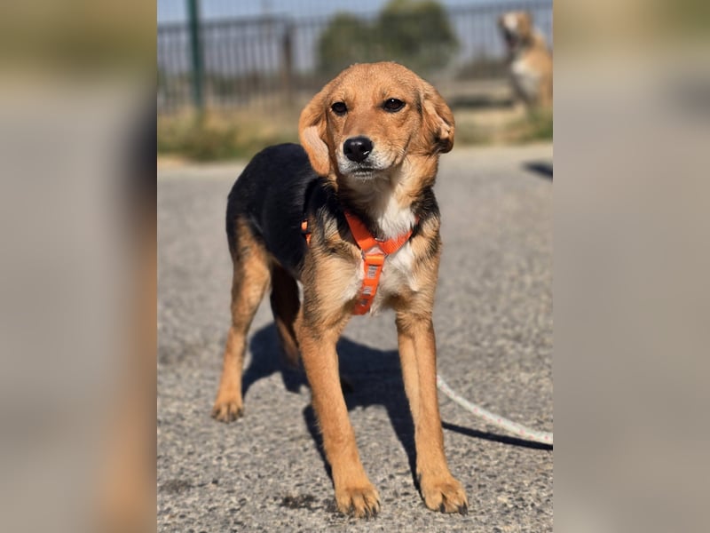 Astro, Beaglejunge auf der Suche nach Liebe