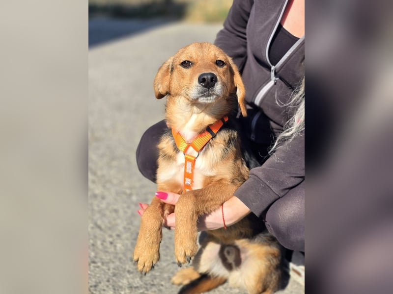 Astro, Beaglejunge auf der Suche nach Liebe