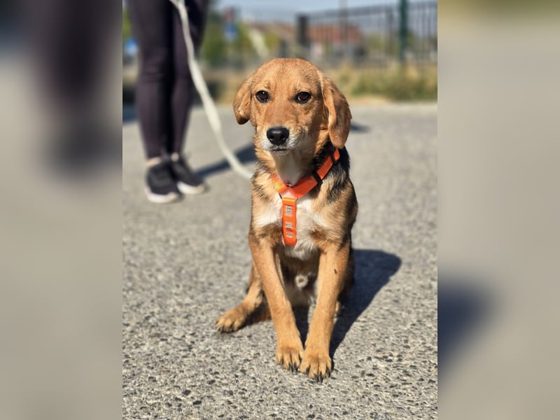Astro, Beaglejunge auf der Suche nach Liebe