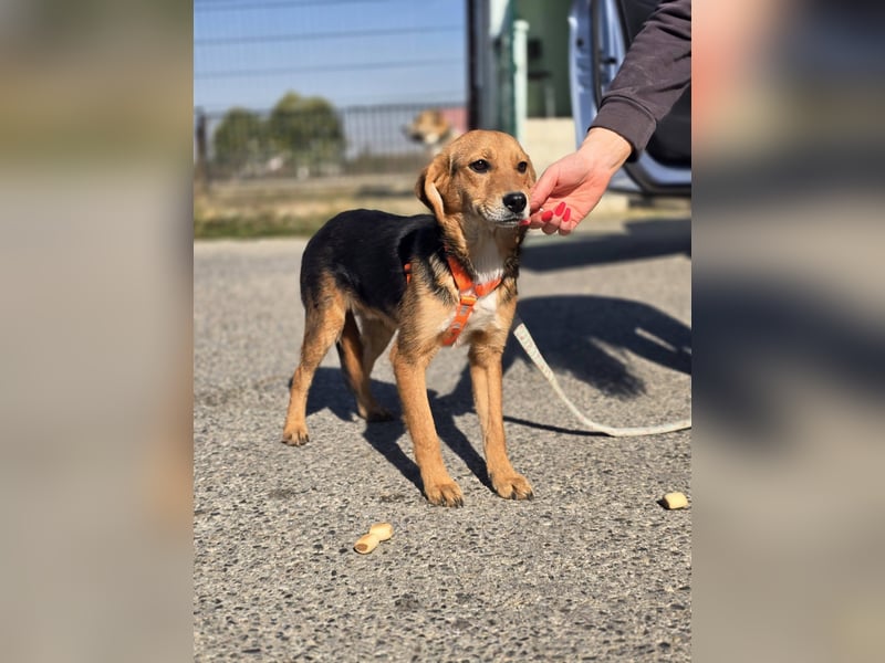 Astro, Beaglejunge auf der Suche nach Liebe