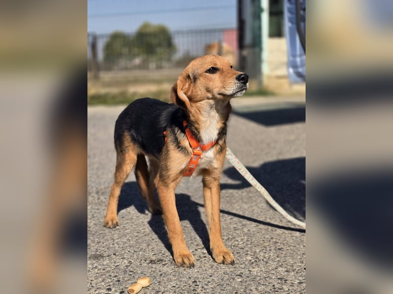 Astro, Beaglejunge auf der Suche nach Liebe