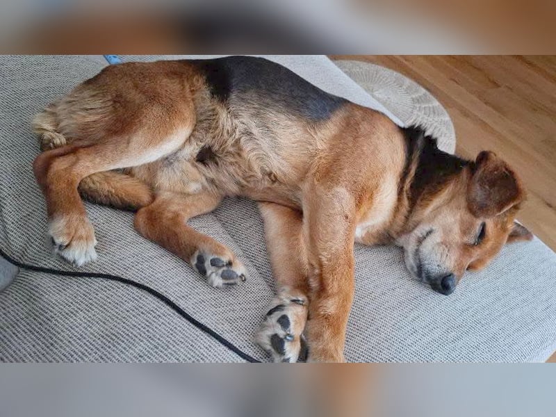 ❤️❤️❤️ treue Hundeseele ROCKY - 10 Jahre, 39cm/10kg - Beagle-Mix