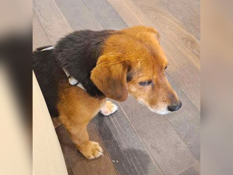 ❤️❤️❤️ treue Hundeseele ROCKY - 10 Jahre, 39cm/10kg - Beagle-Mix