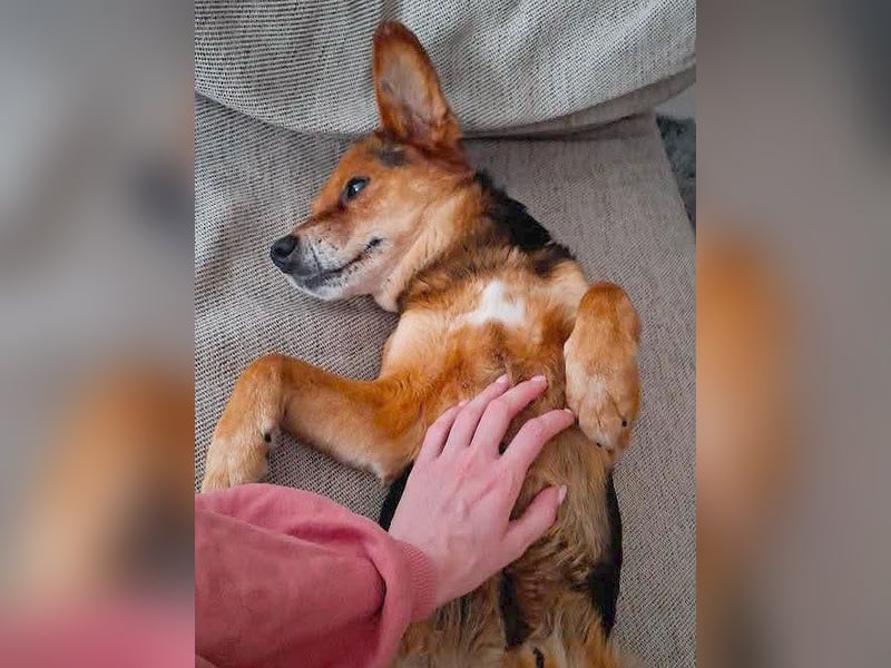 ❤️❤️❤️ treue Hundeseele ROCKY - 10 Jahre, 39cm/10kg - Beagle-Mix