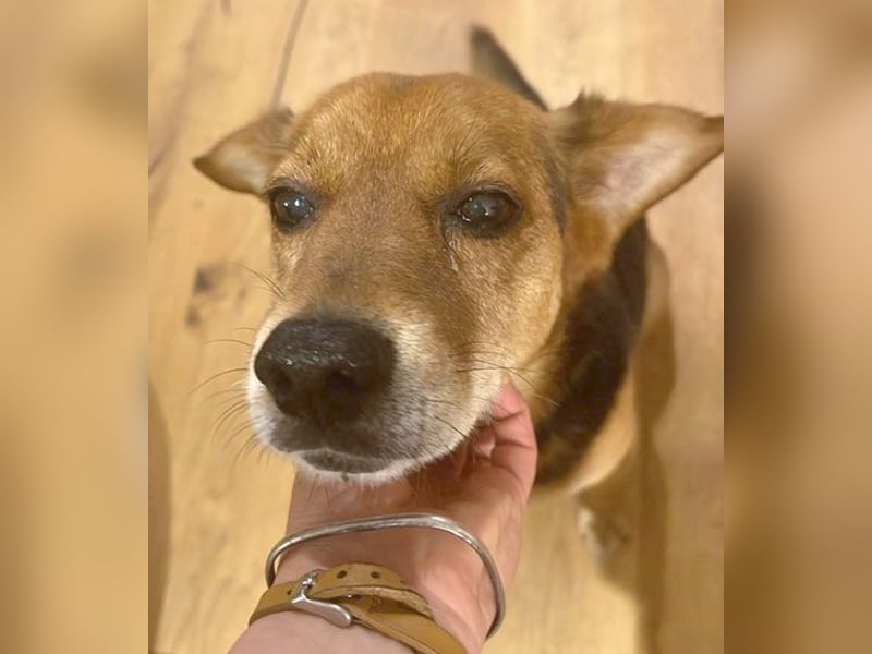 ❤️❤️❤️ treue Hundeseele ROCKY - 10 Jahre, 39cm/10kg - Beagle-Mix