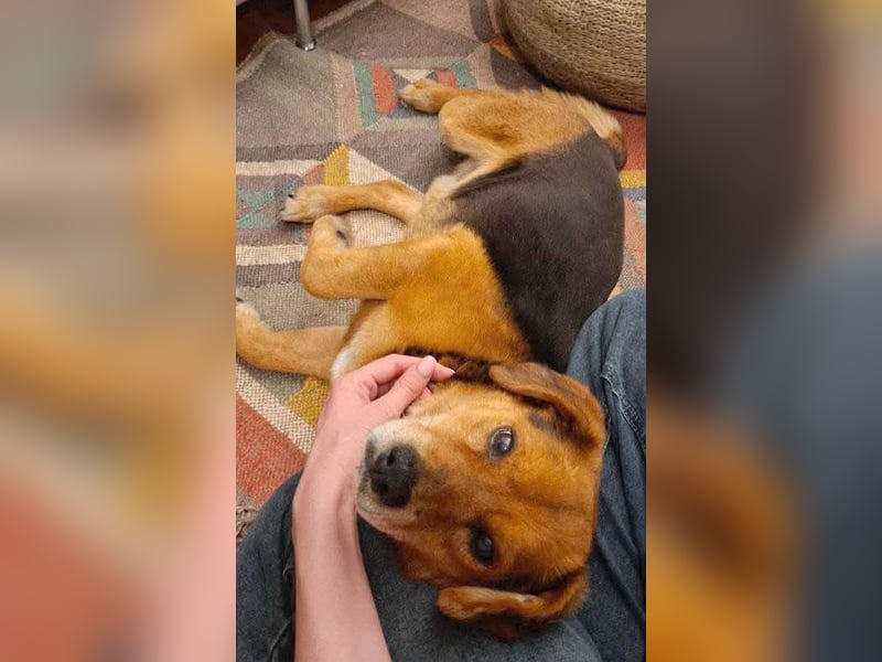❤️❤️❤️ treue Hundeseele ROCKY - 10 Jahre, 39cm/10kg - Beagle-Mix
