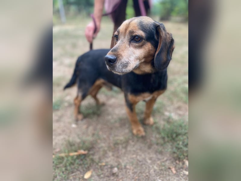 Dodo LM – Kleiner Senior mit großem Herzen sucht Geborgenheit