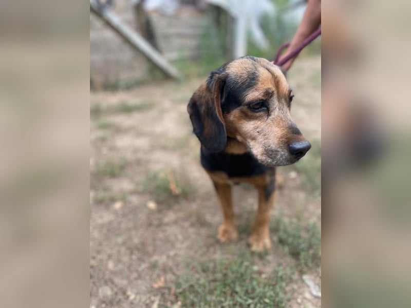 Dodo LM – Kleiner Senior mit großem Herzen sucht Geborgenheit