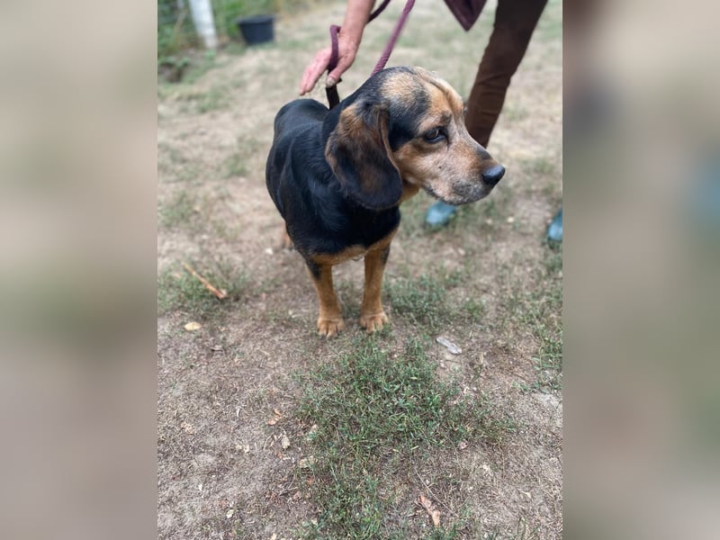 Dodo LM – Kleiner Senior mit großem Herzen sucht Geborgenheit