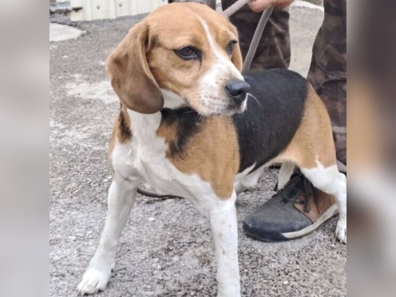 GINO MÖCHTE ANKOMMEN GINO MÖCHTE ANKOMMEN