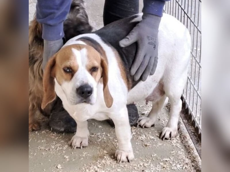 BUKTA - BESONDERER BEAGLE