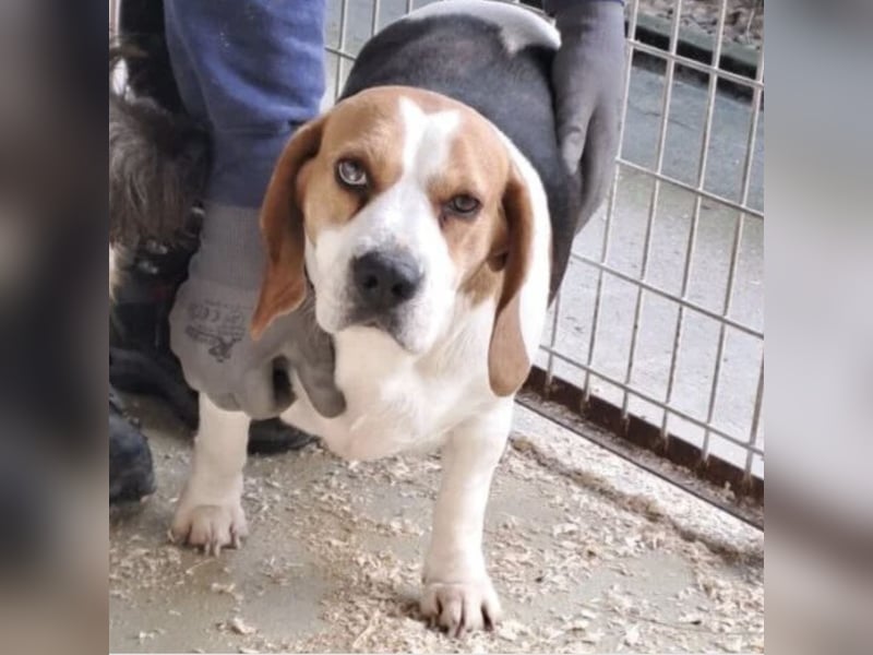 BUKTA - BESONDERER BEAGLE