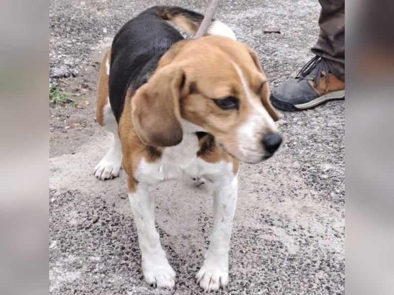 GINO MÖCHTE ANKOMMEN GINO MÖCHTE ANKOMMEN