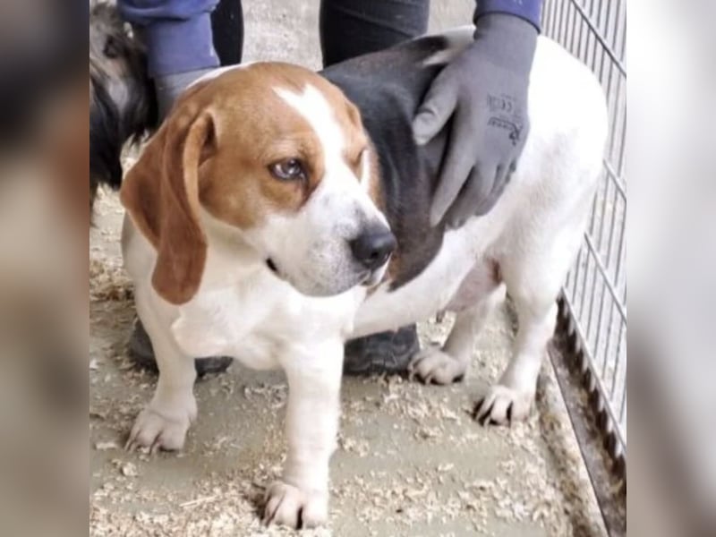 BUKTA - BESONDERER BEAGLE