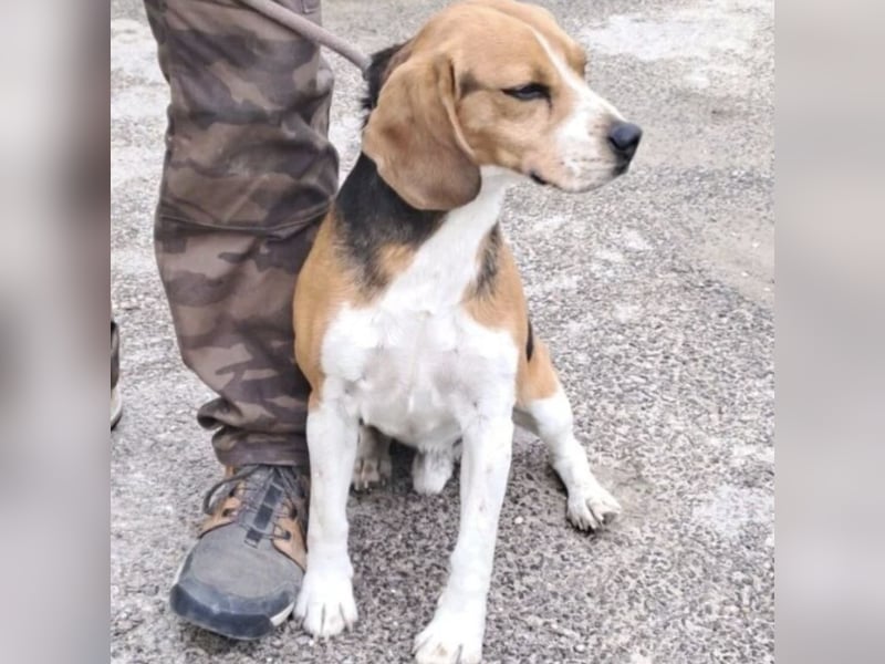 GINO MÖCHTE ANKOMMEN GINO MÖCHTE ANKOMMEN