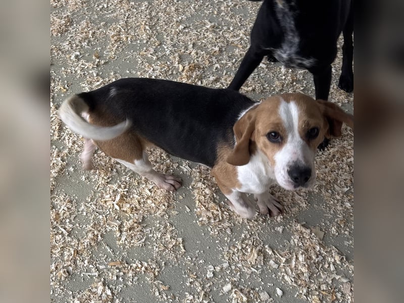 ETTA - GUTE LAUNE AUF 4 PFOTEN