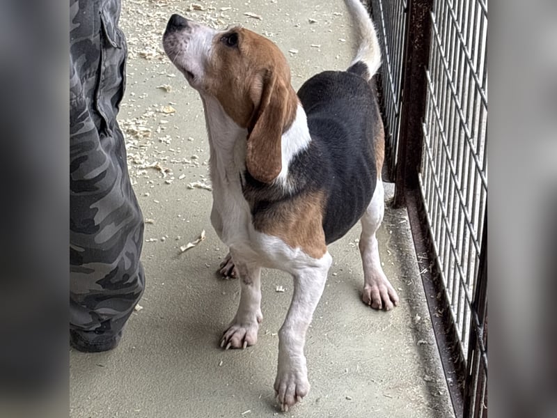 ETTA - GUTE LAUNE AUF 4 PFOTEN